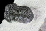 Nice, Gerastos Trilobite Fossil - Morocco #70073-4